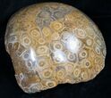 Polished Fossil Coral Head - Morocco #8842-2